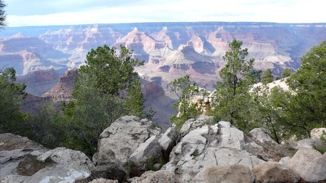 grand canyon mit b&auml;umen