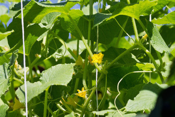 cucumber flower in the garden closeup