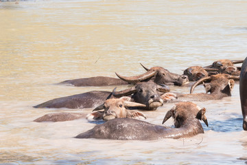 Group of Buffalo / Group of Thai Buffalo are taking a shower relax in mud and grass field.