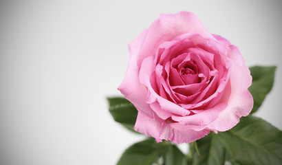 Beautiful bouquet of roses in vintage vase on background