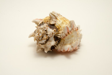 light sea shell isolated on white background
