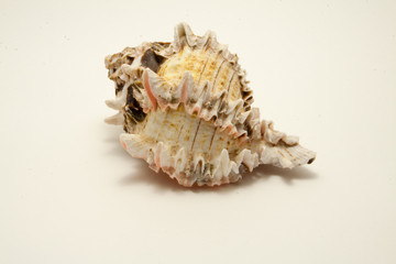light sea shell isolated on white background
