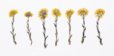 Picture of dried flowers in several variants
Herbarium from dried blossoming flower arranged in a row. Tussilago farfara, coltsfoot - obrazy, fototapety, plakaty
