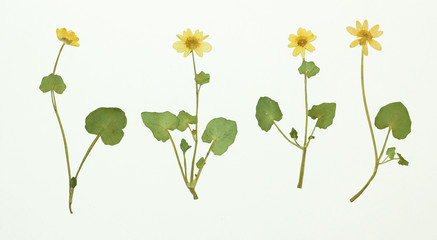 Picture of dried flowers in several variants
Herbarium from dried blossoming flower arranged in a row. Ficaria verna, lesser celandine, fig buttercup