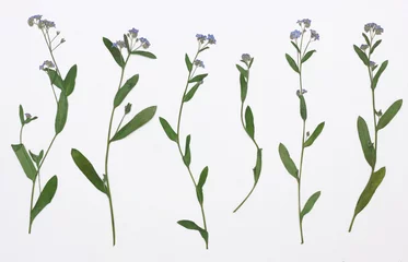 Papier Peint photo autocollant Fleurs Image de fleurs séchées en plusieurs variantes Herbier de fleurs séchées en fleurs disposées en rangée. myosotis, herbe à scorpion, Myosotis