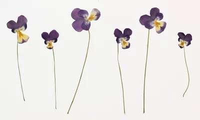 Papier Peint photo autocollant Fleurs Image de fleurs séchées en plusieurs variantes Herbier de fleurs séchées en fleurs disposées en rangée. Viola tricolor, pensée, heartsease