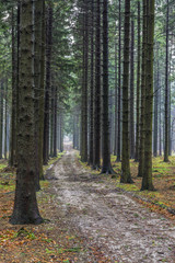 Fototapeta premium Forest path spruce forest