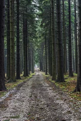 Raamstickers Forest path spruce forest © Tom Pavlasek