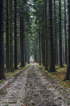 Fototapeta Forest path spruce forest