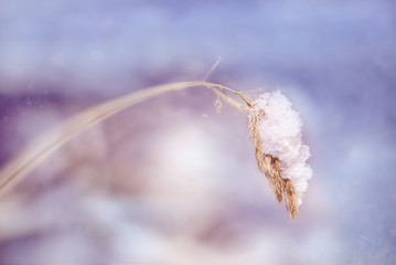 Plant's twig with snow in winter