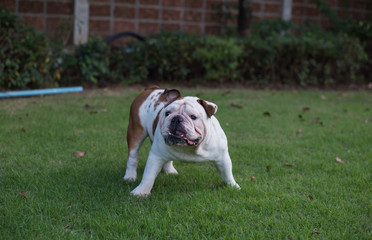 White English Bulldog stand on the grass and threaten