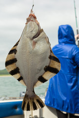 Flounder on hook. Bottom sea fishing in the Pacific near Kamchatka.