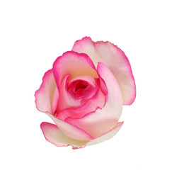 Beautiful pink rose isolated on white background