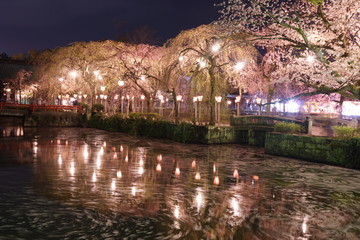 夜桜　ＹＯＺＡＫＵＲＡ