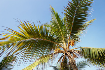 Fototapeta premium Palm trees, beach.