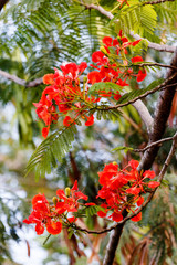 flowers on the tree