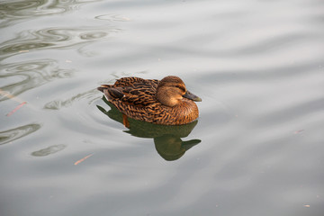 Wildente im Donaupark Wien