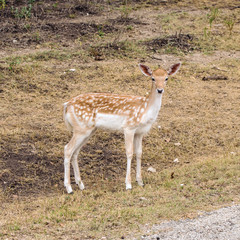 Fototapeta premium Young female Fallow Deer at the edge of grassland