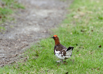 partridge in the grass. Norway,Tromso