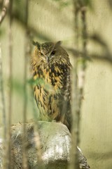 Eurasian Eagle-Owl (Bubo bubo)