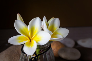 Fototapeta premium Flower yellow white plumeria or frangipani in glass vase