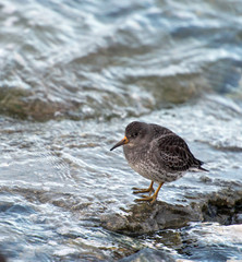 Purple Sandpiper 