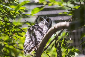 Southern White-Faced Owl (Ptilopsis granti)