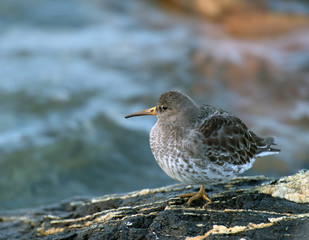 Purple Sandpiper 