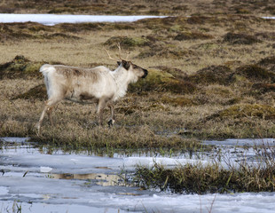 Obraz premium Reindeer in its natural environment in scandinavia.Tromso.Norway 