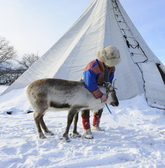 Traditional Sami reindeer-skin tents (lappish yurts) in Tromso .reindeer breeder