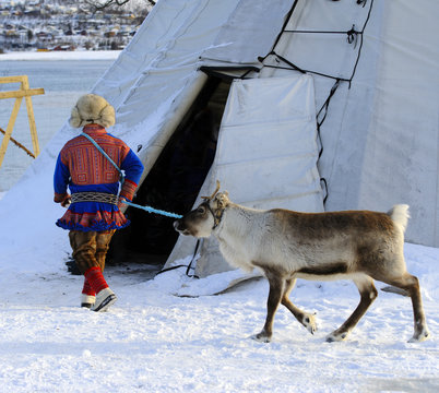 Traditional Sami reindeer-skin tents (lappish yurts) in Tromso .reindeer breeder