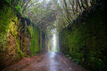 Fototapeta premium fabulous tunnel in the Rural Park Anaga