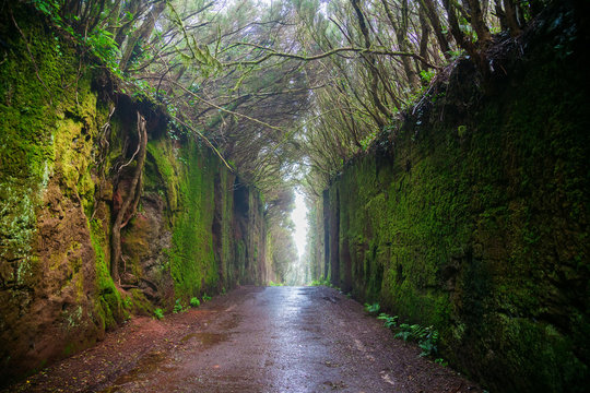 Fototapeta fabulous tunnel in the Rural Park Anaga