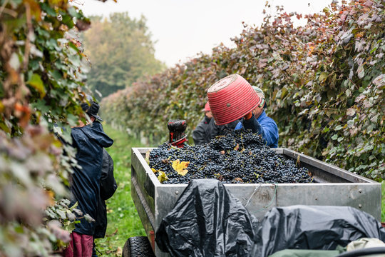 Worker or vintner in vineyard during harvest of wine grapes emptying bucket in trailer