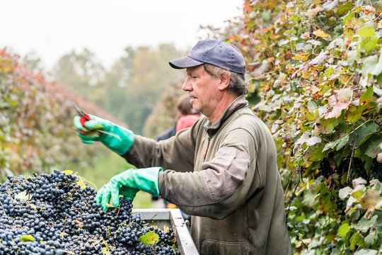 Worker or winemaker in vineyard picking wine grapes
