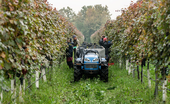 Worker harvesting Lambrusco grapes in Italian vineyard putting the fruit in tractor trailer