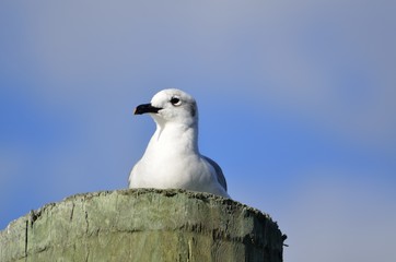 Seagull resting on wooden piling 