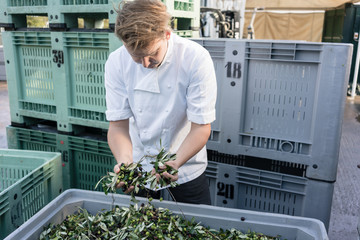 Chef checking quality of olives in olive oil factory, the fruit