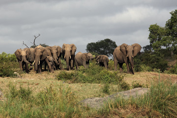Fototapeta na wymiar Elephant (Loxodonta africana) family traveling in savanna 