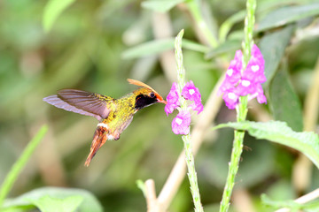 Rufous-crested Coquette (Lophornis delattrei)