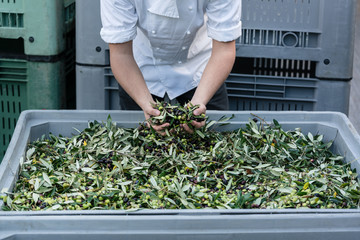 Chef checking quality of olives in olive oil factory, the fruit