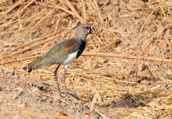 Southern Lapwing (Vanellus chilensis)