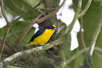 Thick-billed Euphonia (Euphonia laniirostris)