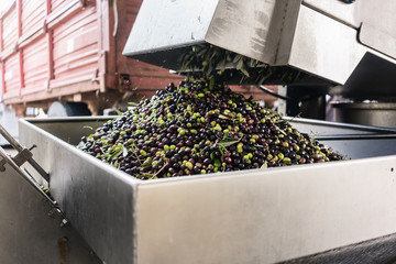 Olives being emptied into a washing machine at olive oil factory
