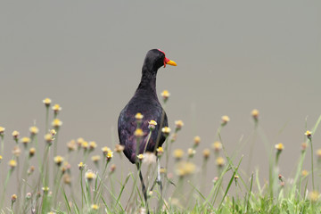 Wattled Jacana