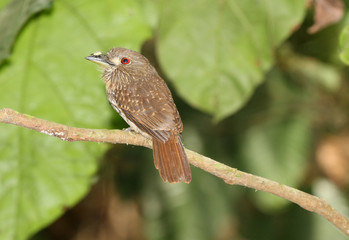 white-whiskered puffbird (Malacoptila panamensis)