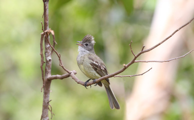 Yellow-bellied Elaenia (Elaenia flavogaster)