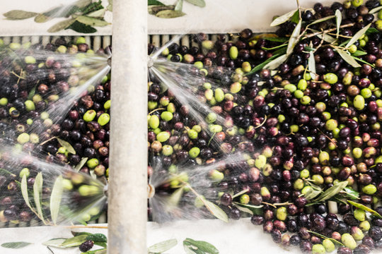 Olives being washed in machine at olive oil factory