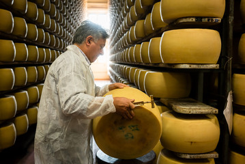Worker testing quality of cheese loaf with hammer in parmesan food factory