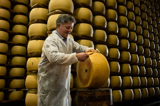 Experienced worker in cheese factory testing quality of parmesan